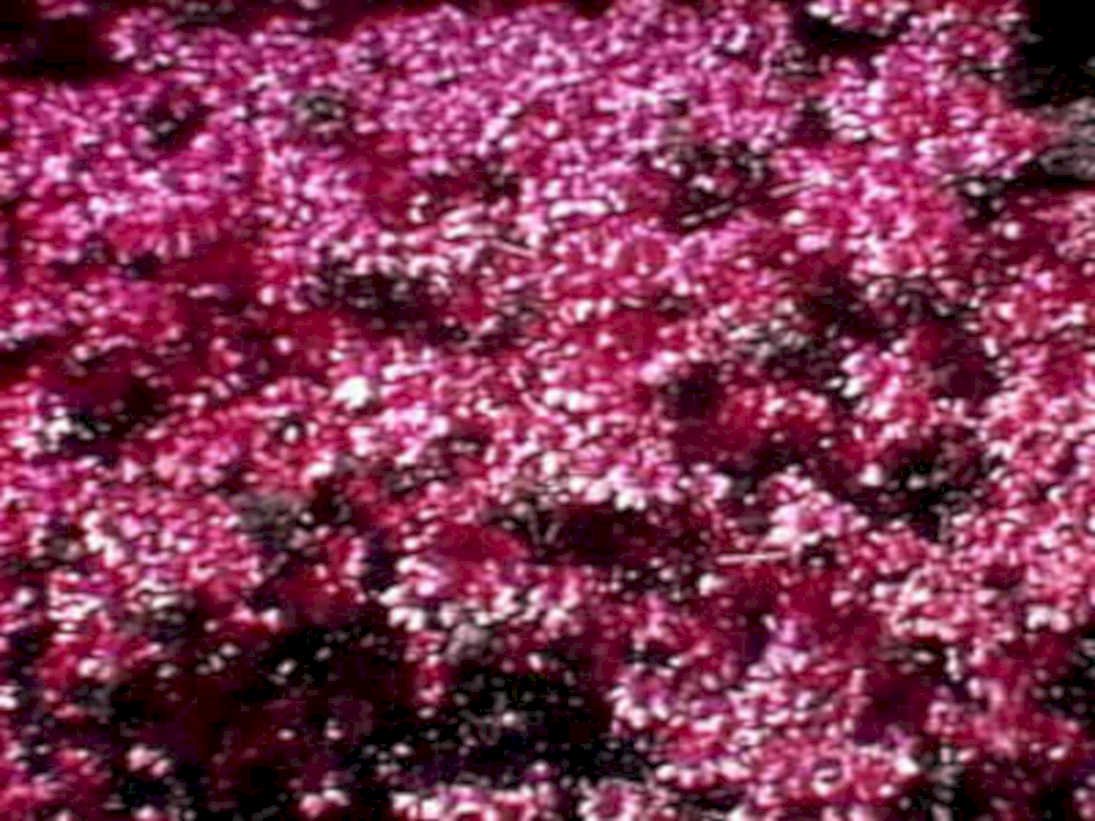 pink crepe myrtle1980s 1990s A4 Photo Print