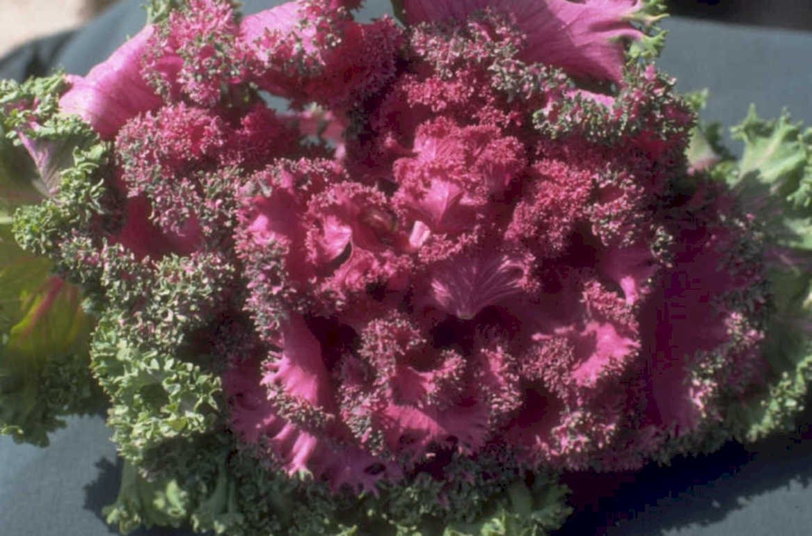 pink curly kale 1980s 1990s A4 Photo Print