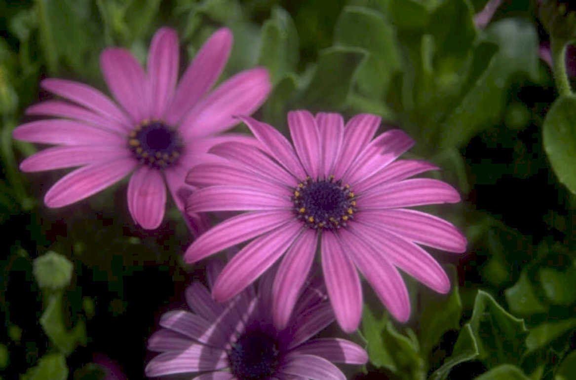 pink daisies garden 1980s 1990s A4 Photo Print