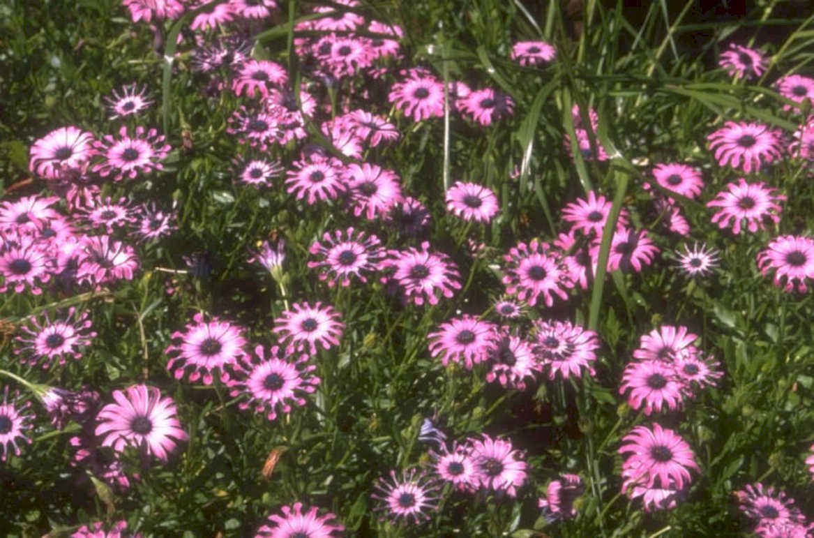 pink daisies gerbera 1980s 1990s A4 Photo Print