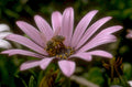 pink daisy bee 1980s 1990s A4 Photo Print