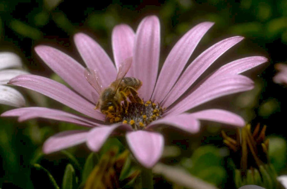 pink daisy bee 1980s 1990s A4 Photo Print