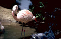 pink flamingo turtle Vintage A4 Photo Print