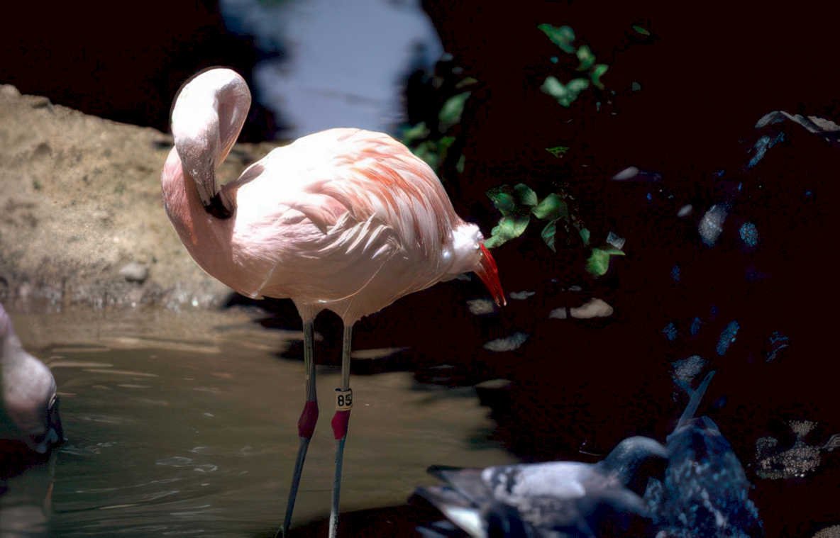 pink flamingo turtle Vintage A4 Photo Print