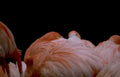 pink flamingos reflection Vintage A4 Photo Print