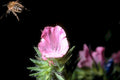 pink flower bee1980s 1990s A4 Photo Print