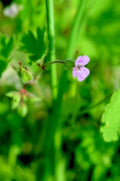 pink flower geranium1980s 1990s A4 Photo Print