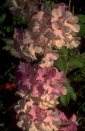 pink flowering shrub 1980s 1990s A4 Photo Print