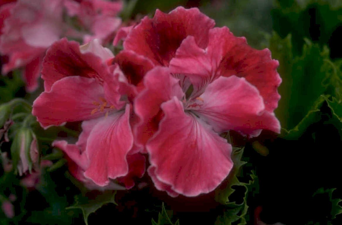 pink geranium flowers 1980s 1990s A4 Photo Print