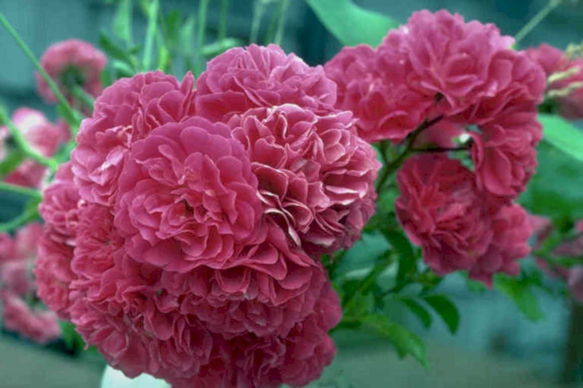 pink geranium flowers1980s 1990s A4 Photo Print