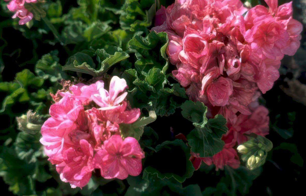 pink geraniums flowers Vintage A4 Photo Print
