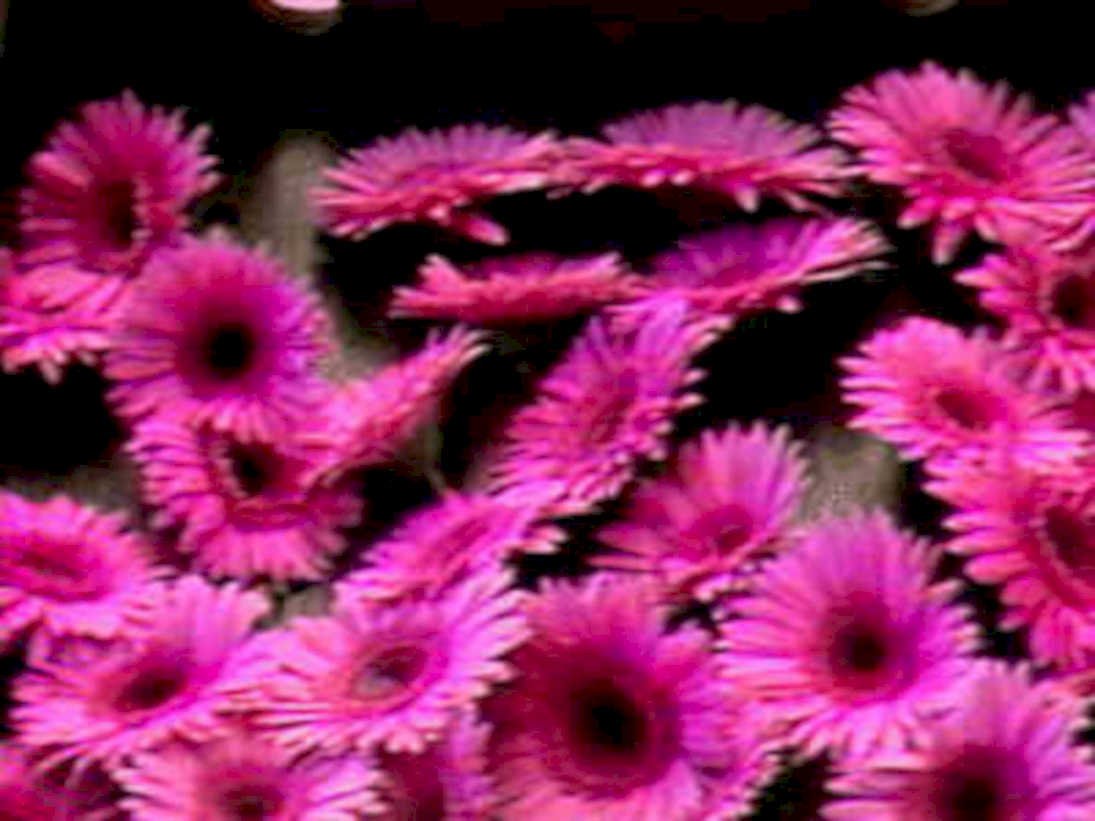 pink gerber daisies1980s 1990s A4 Photo Print