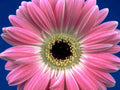 pink gerbera daisy1980s 1990s A4 Photo Print