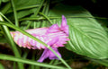pink heliconia flower Vintage A4 Photo Print