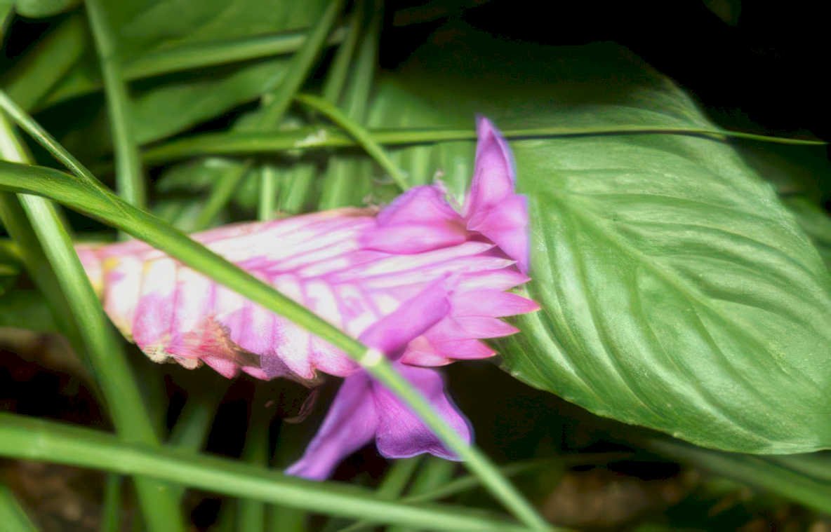 pink heliconia flower Vintage A4 Photo Print