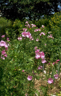pink hellebore flowers Vintage A4 Photo Print