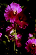 pink hibiscus bee1980s 1990s A4 Photo Print