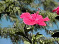 pink hibiscus bloom1980s 1990s A4 Photo Print