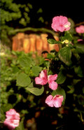 pink hibiscus flowers 1980s 1990s A4 Photo Print