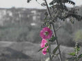 pink hollyhock flowers1980s 1990s A4 Photo Print