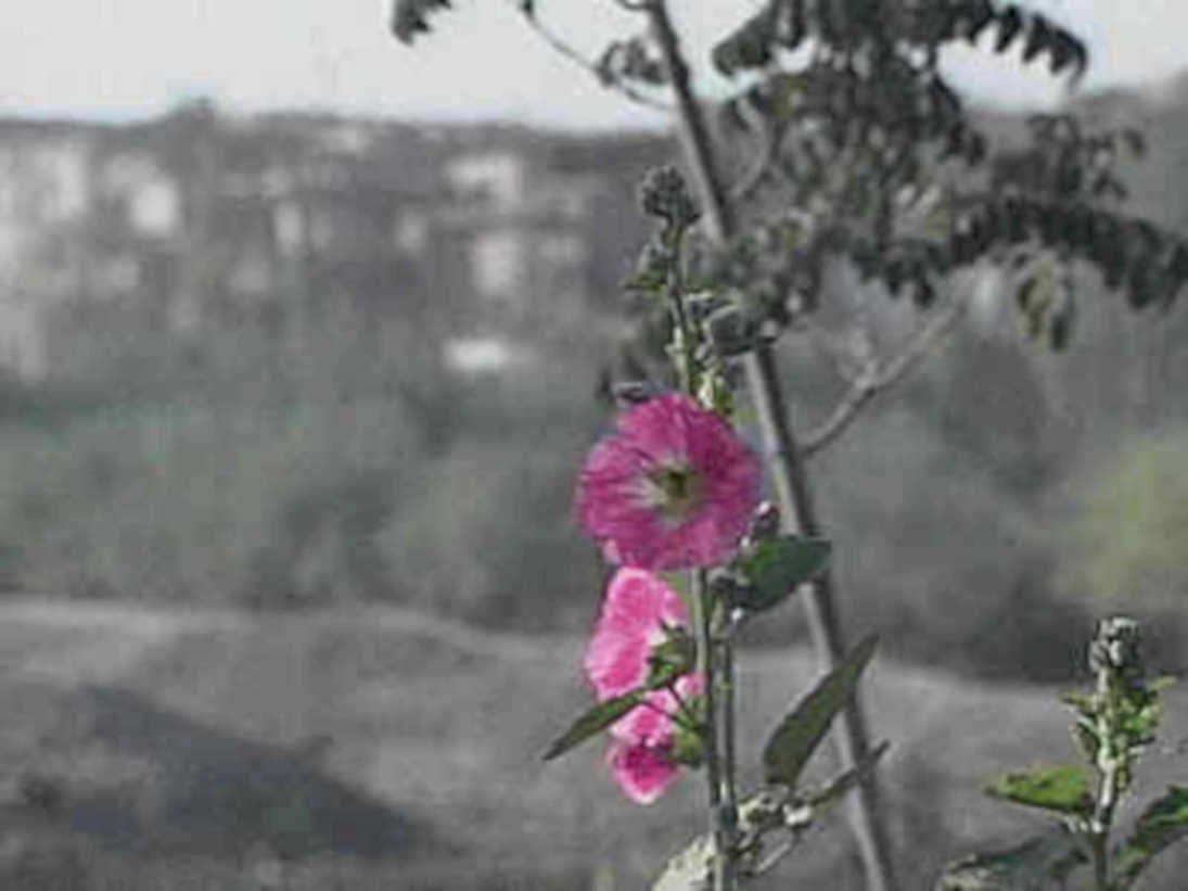 pink hollyhock flowers1980s 1990s A4 Photo Print