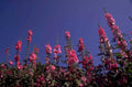 pink hollyhocks bloom 1980s 1990s A4 Photo Print