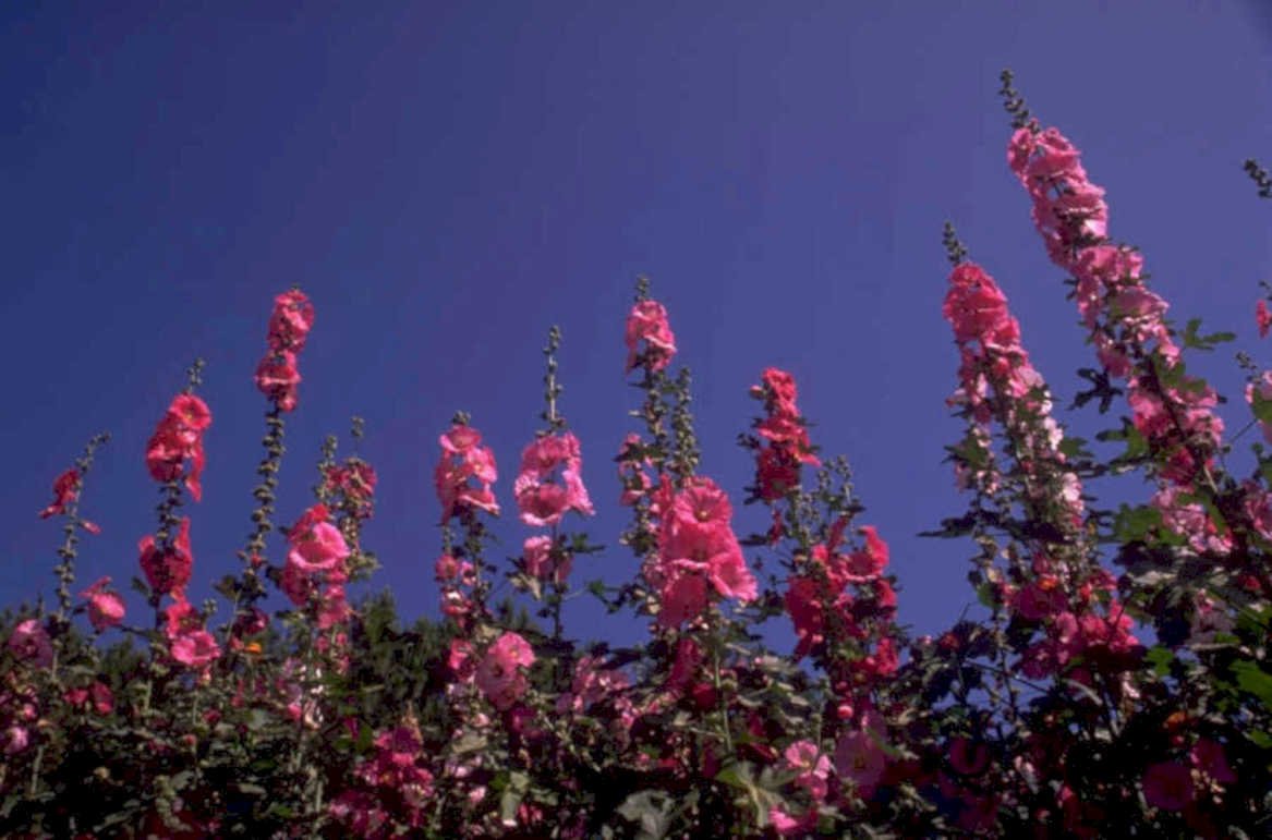 pink hollyhocks bloom 1980s 1990s A4 Photo Print