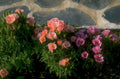pink ice plant 1980s 1990s A4 Photo Print