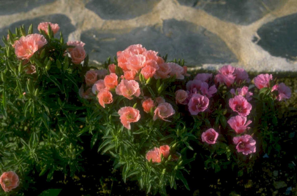 pink ice plant 1980s 1990s A4 Photo Print