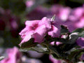 pink impatiens bloom1980s 1990s A4 Photo Print