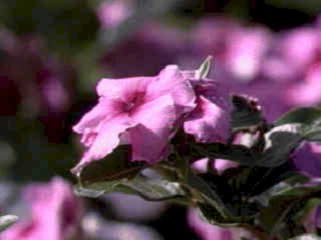 pink impatiens bloom1980s 1990s A4 Photo Print