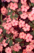 pink impatiens cluster 1980s 1990s A4 Photo Print