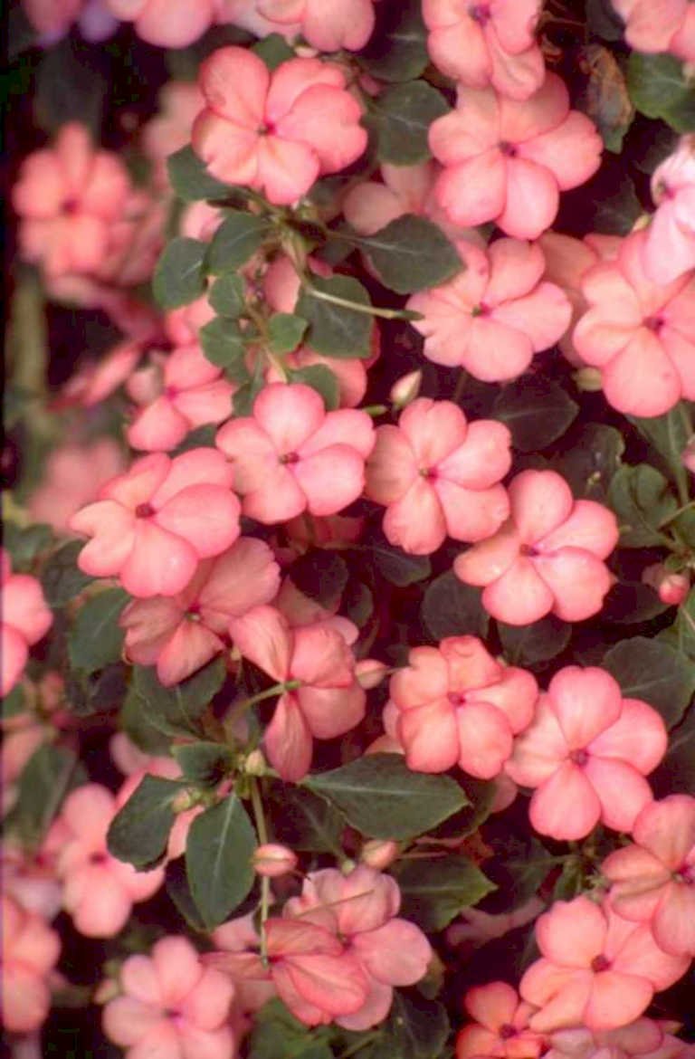 pink impatiens cluster 1980s 1990s A4 Photo Print