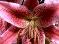 pink lily flower1980s 1990s A4 Photo Print 42