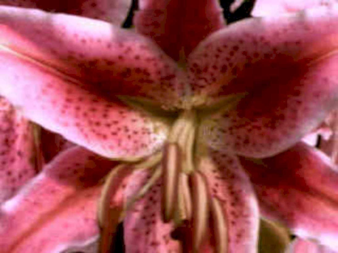 pink lily flower1980s 1990s A4 Photo Print 42
