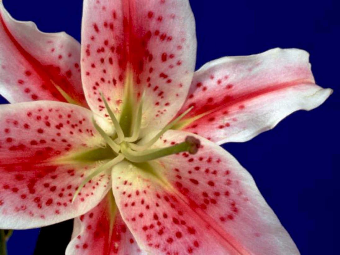 pink lily flower1980s 1990s A4 Photo Print