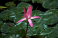 pink lotus flower1980s 1990s A4 Photo Print