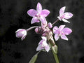 pink orchid cluster1980s 1990s A4 Photo Print