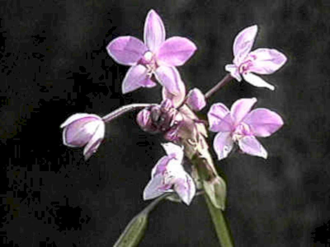 pink orchid cluster1980s 1990s A4 Photo Print