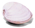 pink oyster shell1980s 1990s A4 Photo Print