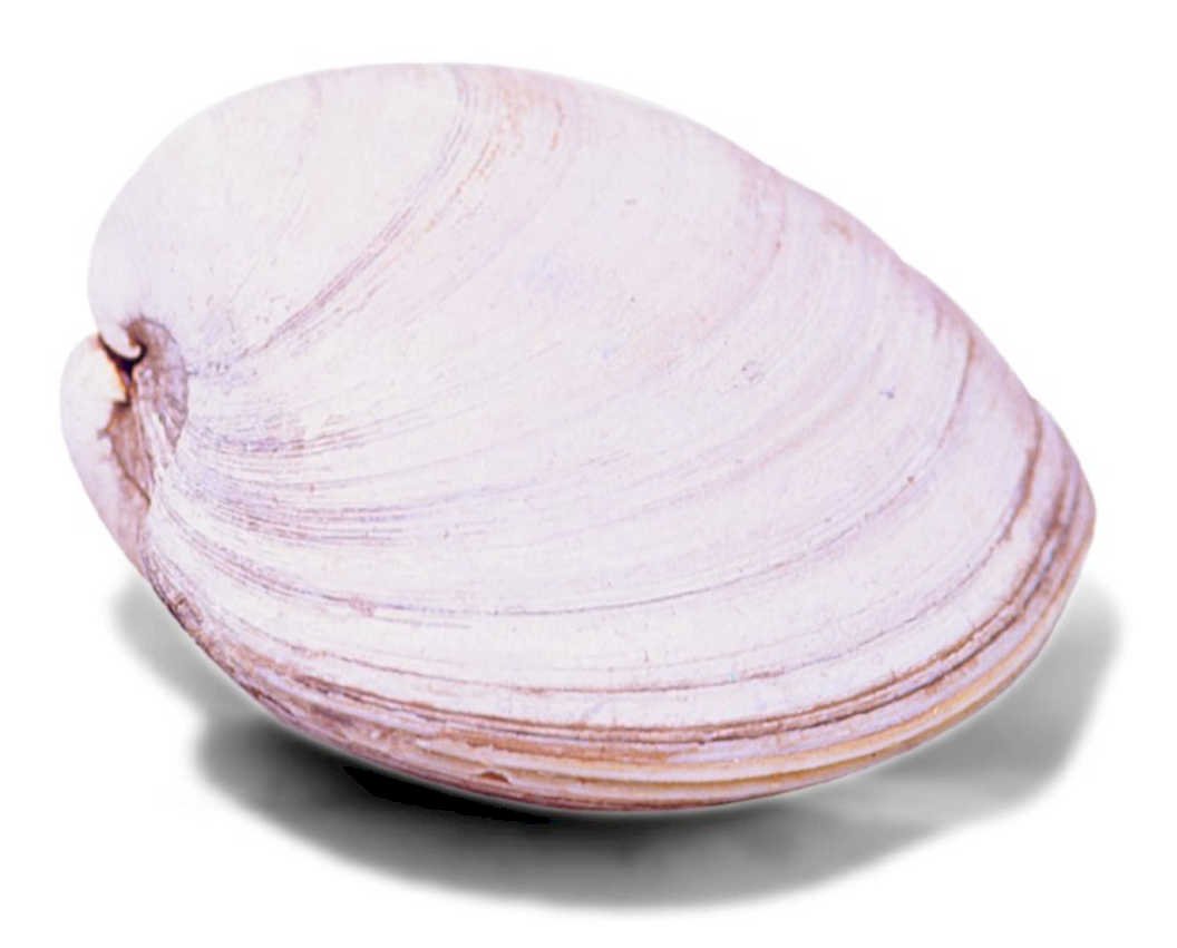 pink oyster shell1980s 1990s A4 Photo Print