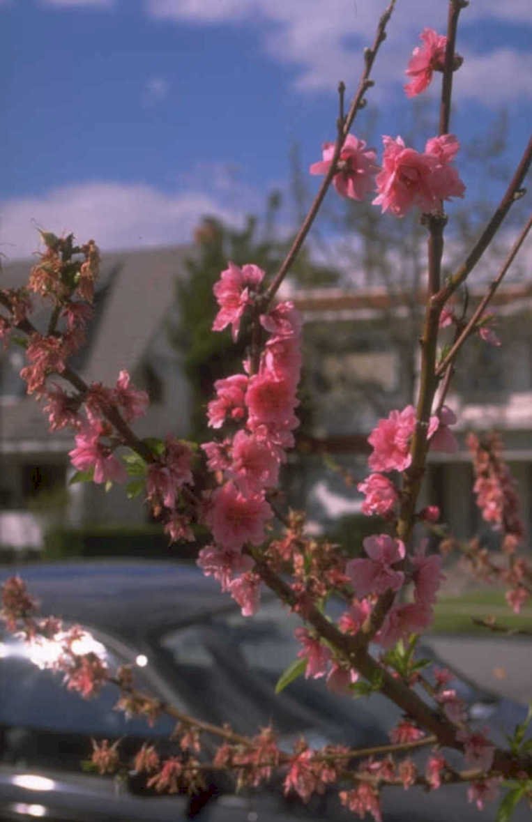 pink peach blossom 1980s 1990s A4 Photo Print