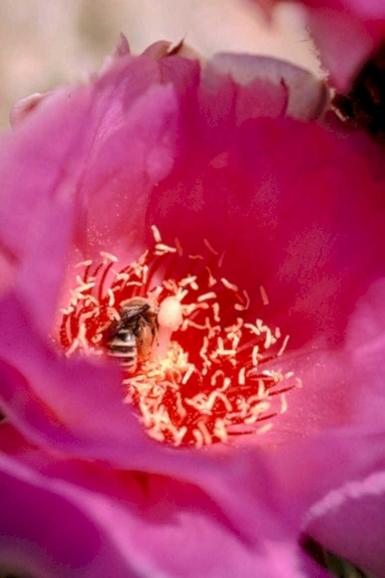 pink peony bee1980s 1990s A4 Photo Print