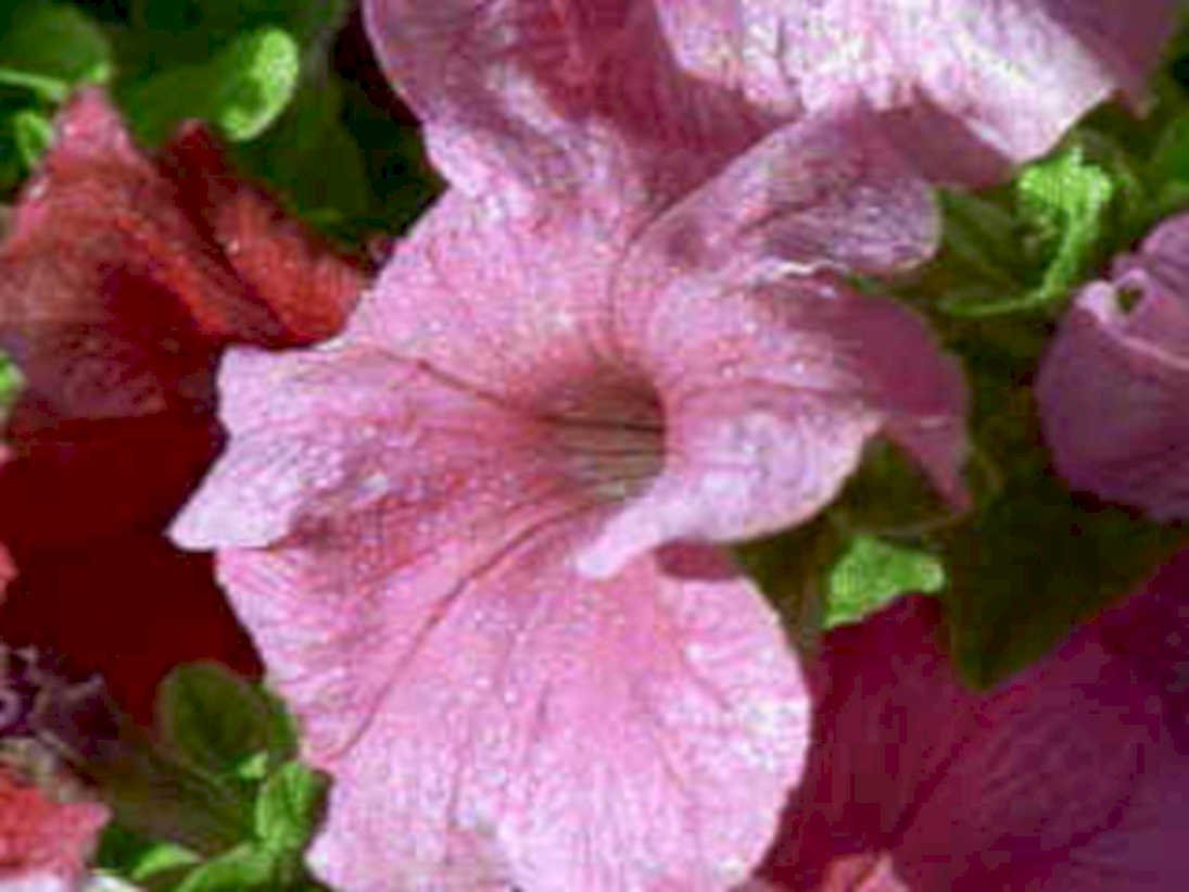 pink petunia bloom1980s 1990s A4 Photo Print
