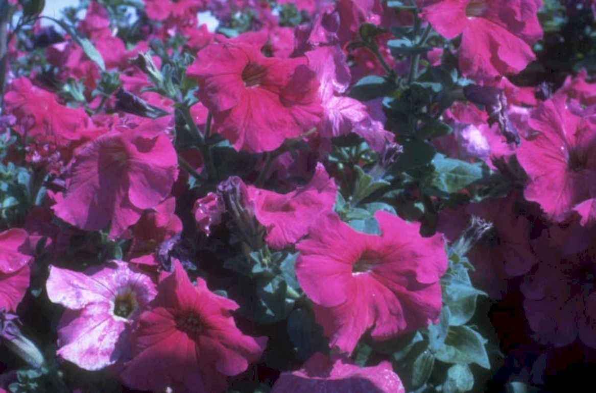 pink petunias bloom 1980s 1990s A4 Photo Print