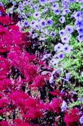 pink purple flowers 11980s 1990s A4 Photo Print
