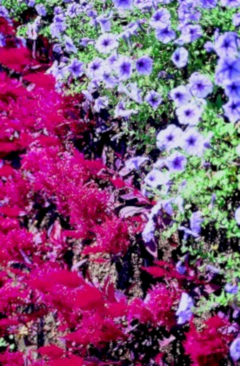 pink purple flowers 11980s 1990s A4 Photo Print