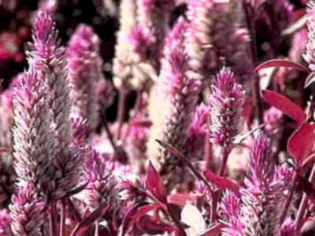 pink purple flowers1980s 1990s A4 Photo Print