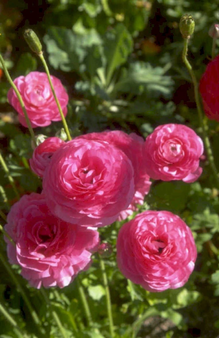 pink ranunculus flowers 1980s 1990s A4 Photo Print