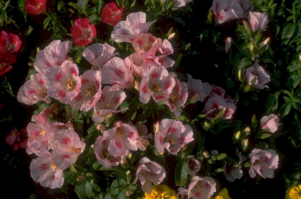 pink red flowers 1980s 1990s A4 Photo Print